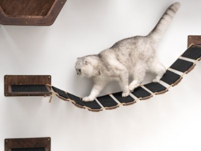 Cat Bridge