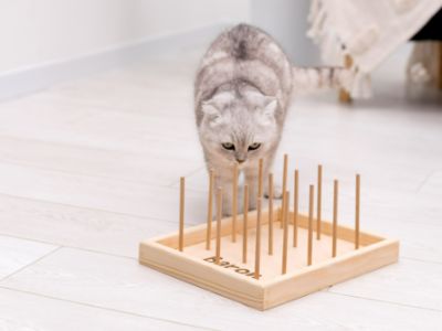 Cat Chew Toys