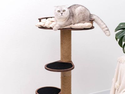 Cat Condos and Towers