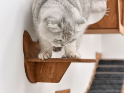 Cat Steps