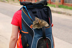 Brown tabby cat on a backpack