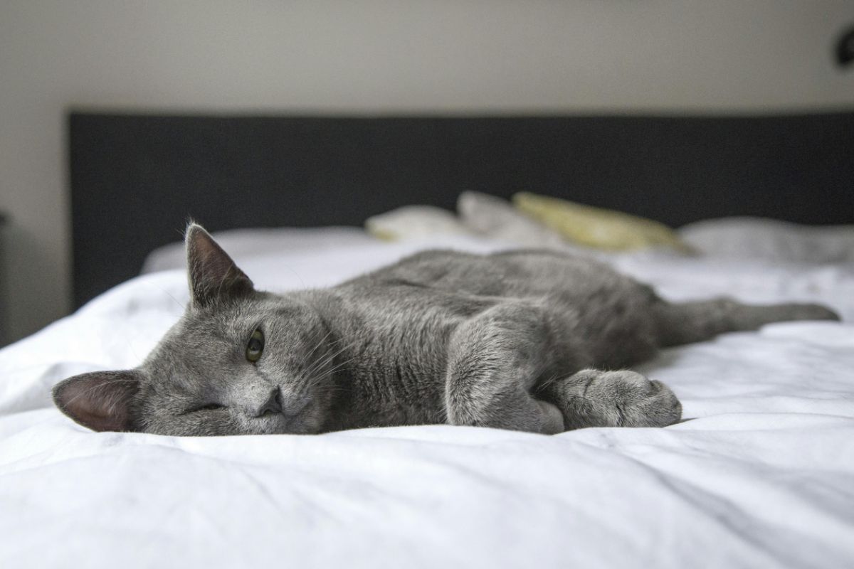 How to Tell if Your Cat Is Depressed or Sad?