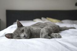 Gray cat lying on bed