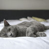 How to Tell if Your Cat Is Depressed or Sad?