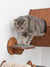 cat steps wall mounted