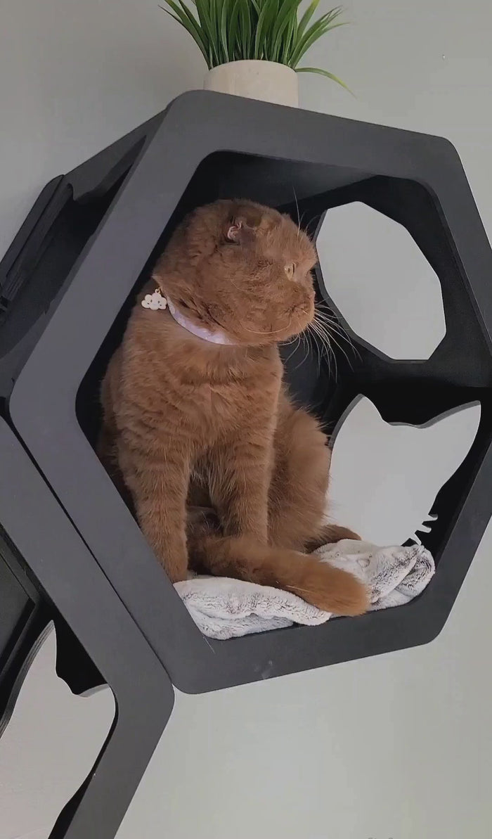 置物 maocat Okak Modern Bookshelf with Cat Litter Box, Display